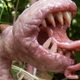 Illustration for article titled Fleshy piranha plant sculpture casts emMario Bros./em in a horrifying light